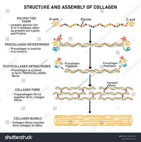 Single Most Abundant Protein In The Body Is