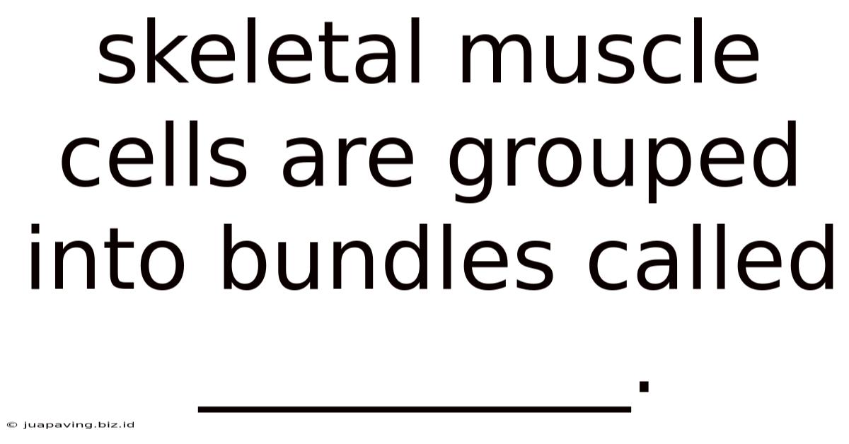 Skeletal Muscle Cells Are Grouped Into Bundles Called __________.