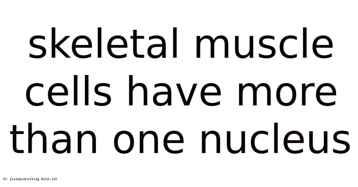 Skeletal Muscle Cells Have More Than One Nucleus