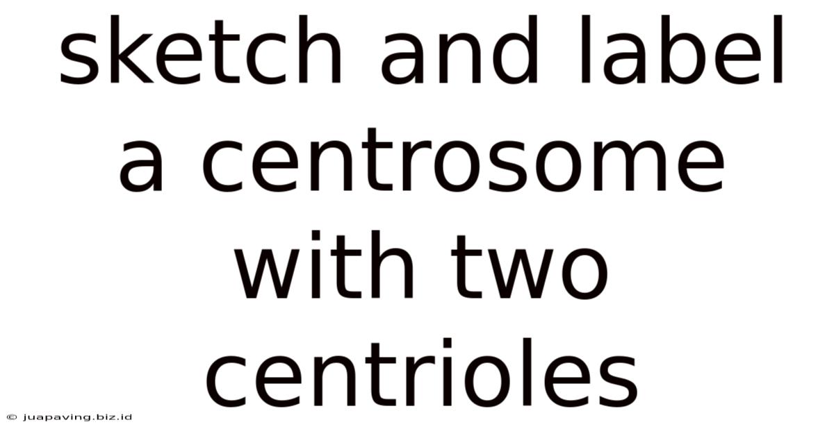 Sketch And Label A Centrosome With Two Centrioles