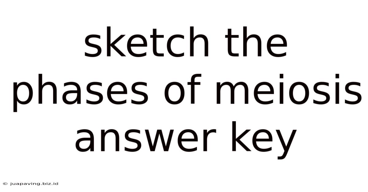 Sketch The Phases Of Meiosis Answer Key