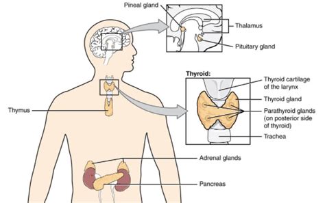 Smallest Organ Of The Human Body