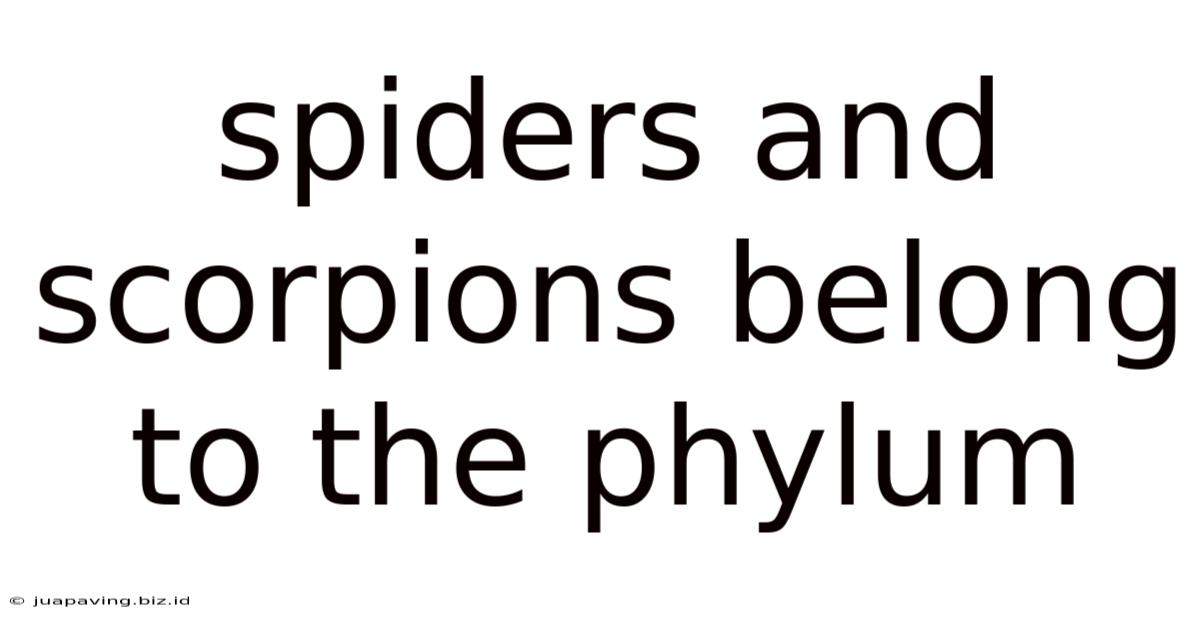 Spiders And Scorpions Belong To The Phylum
