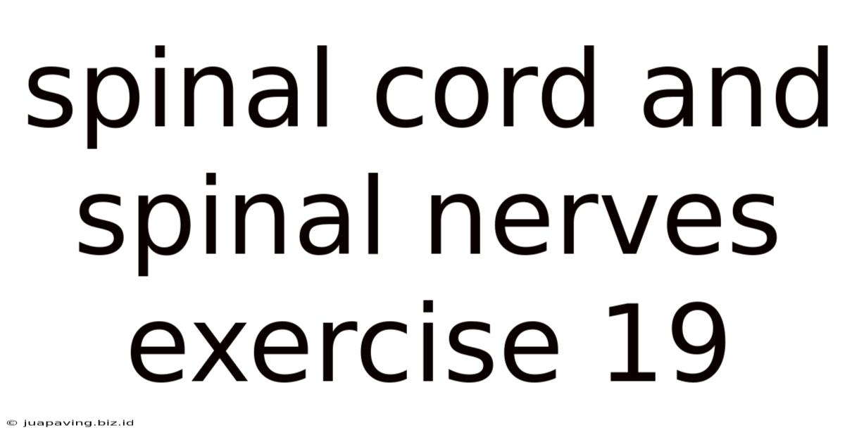 Spinal Cord And Spinal Nerves Exercise 19