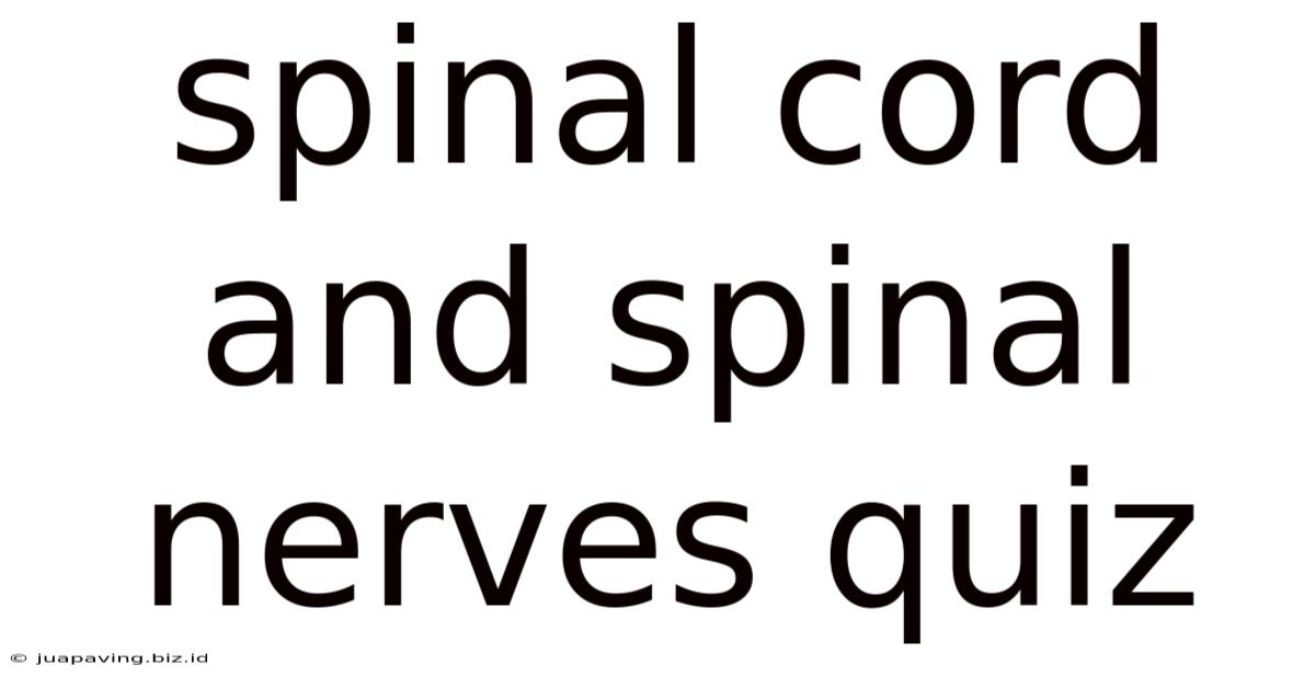 Spinal Cord And Spinal Nerves Quiz