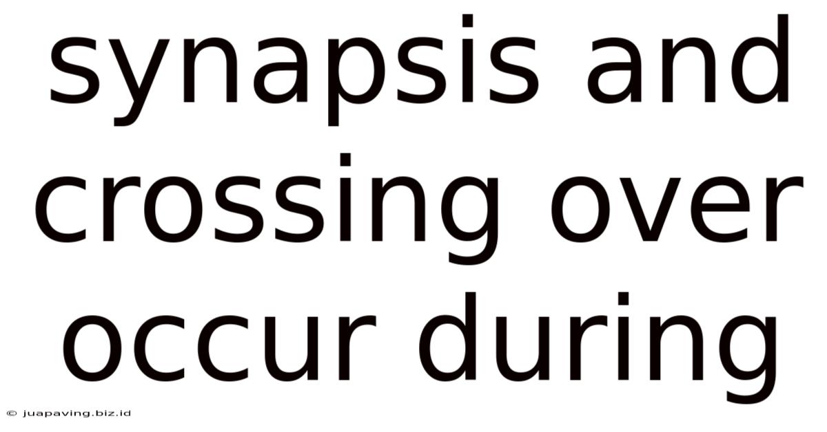 Synapsis And Crossing Over Occur During
