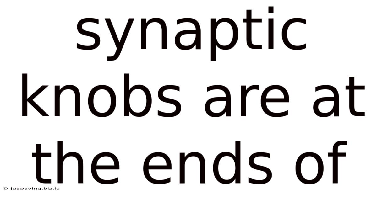 Synaptic Knobs Are At The Ends Of