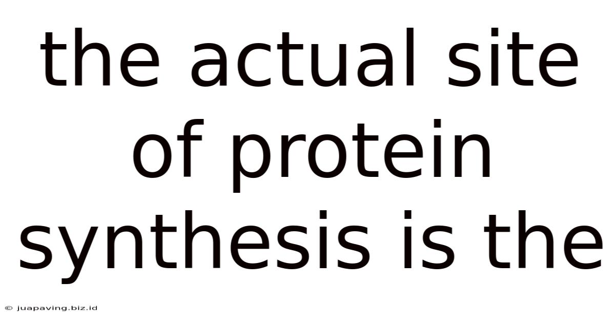 The Actual Site Of Protein Synthesis Is The