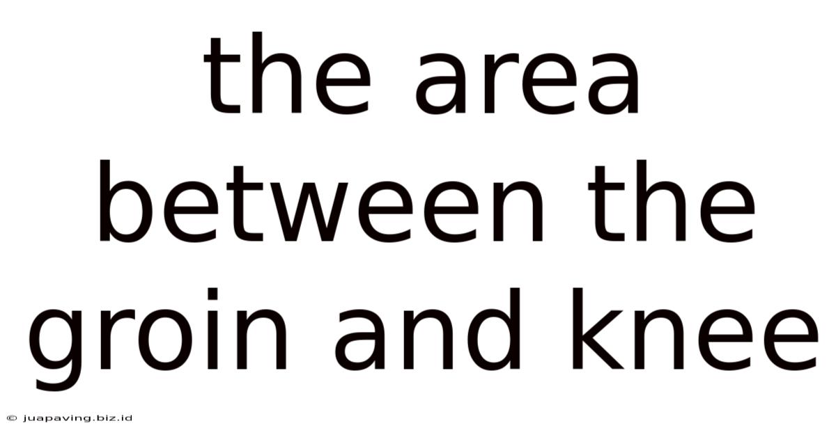 The Area Between The Groin And Knee