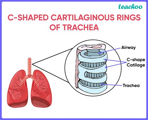 The C Shape Of The Tracheal Cartilages Is Important Because