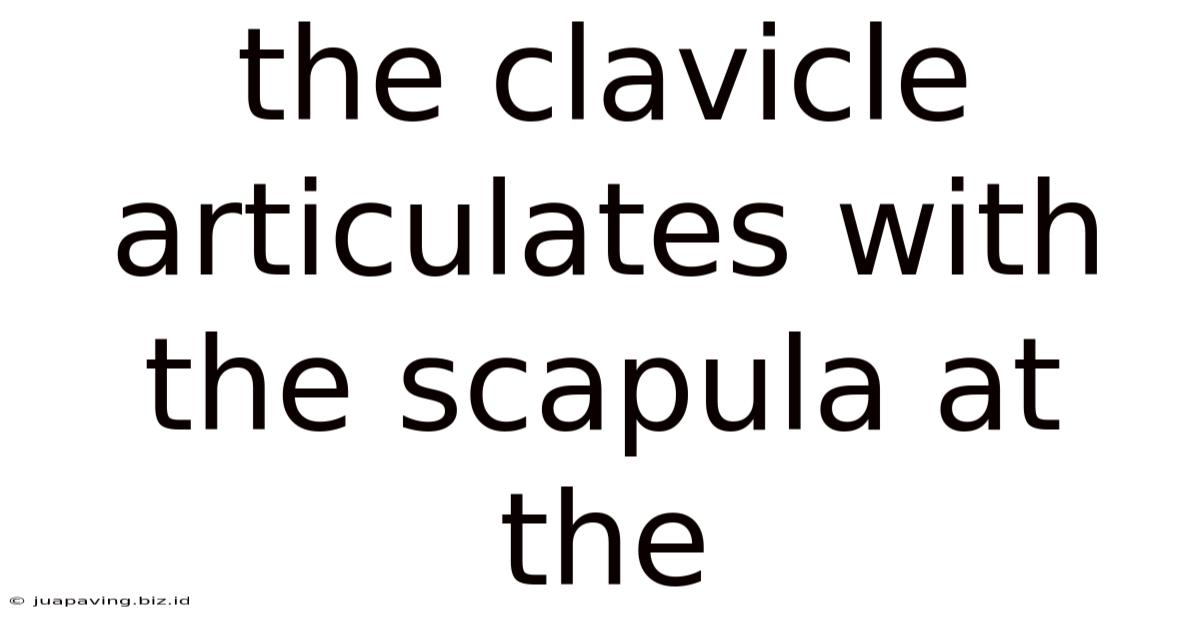 The Clavicle Articulates With The Scapula At The