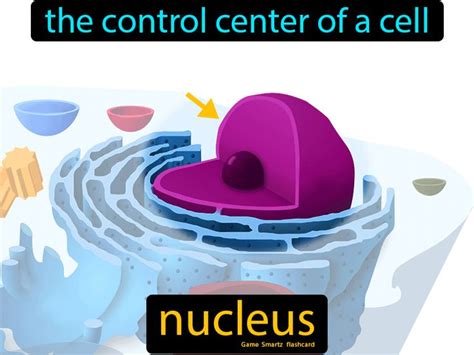 The Control Center Of Cell Activities Is Called The