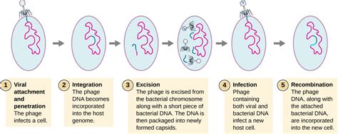 The Correct Sequence Of Events In Viral Multiplication Is