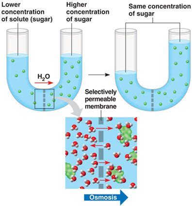 The Diffusion Of Water Across A Selectively Permeable Membrane Is