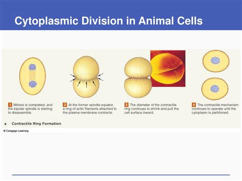 The Division Of Cytoplasm Is Called