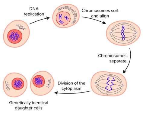 The Division Of The Cytoplasm Is Called