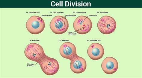 The Division Of The Nucleus Is Called