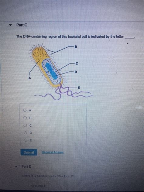 The Dna Containing Region Of This Bacterial Cell