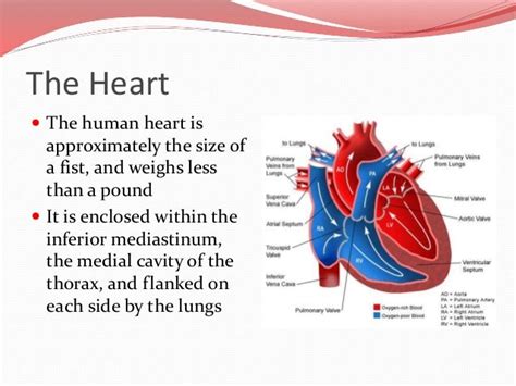 The Double-walled Sac Enclosing The Heart Is Called The