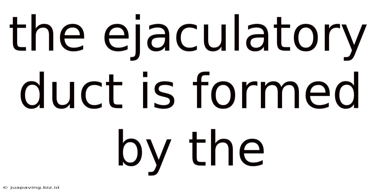 The Ejaculatory Duct Is Formed By The