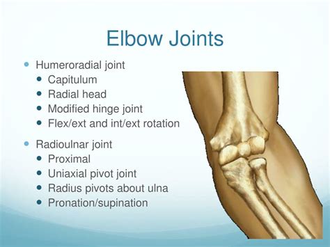 The Elbow Is An Example Of What Type Of Joint