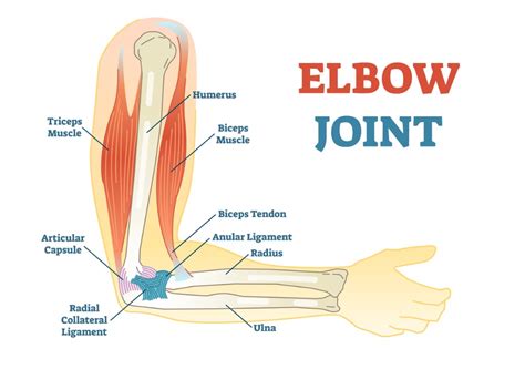 The Elbow Joint Is An Example Of A