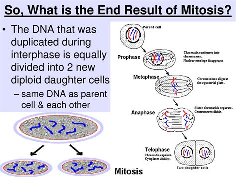 The End Result Of Mitosis Is