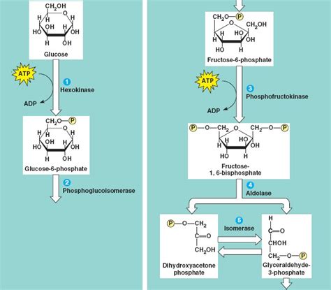 The Energy Investment Steps Of Glycolysis Use