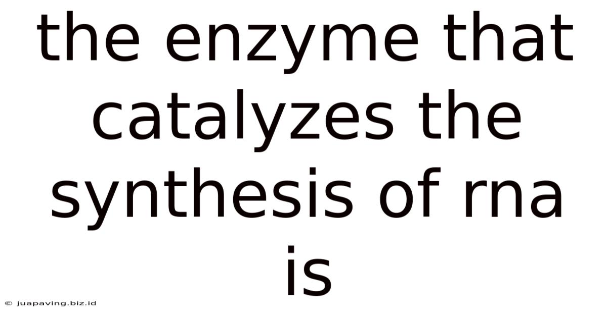 The Enzyme That Catalyzes The Synthesis Of Rna Is