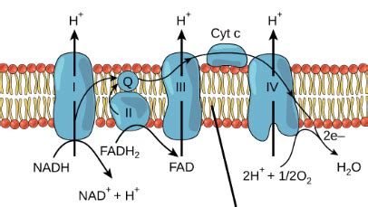 The Final Electron Acceptor Of Aerobic Cellular Respiration Is _____.