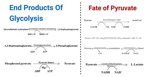 The Final Product Of Glycolysis Is