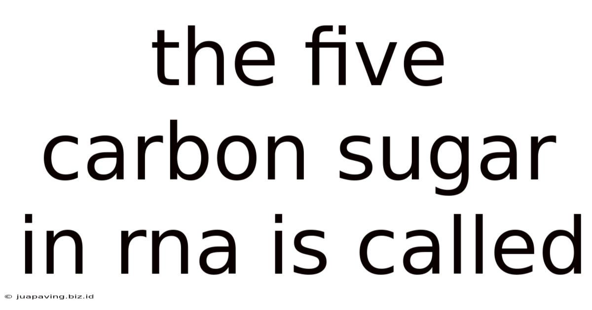 The Five Carbon Sugar In Rna Is Called