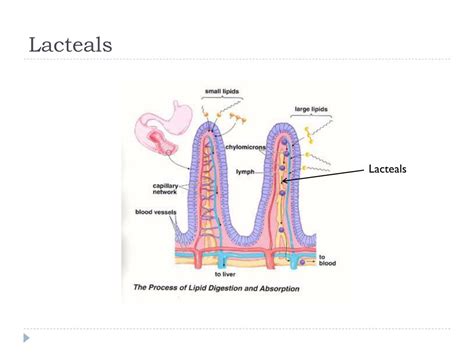 The Function Of A Lacteal Is To Absorb