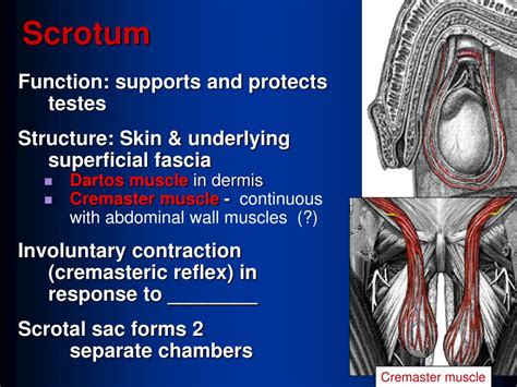 The Function Of The Dartos And Cremaster Muscles Is To