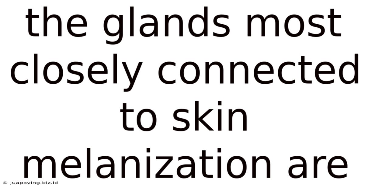 The Glands Most Closely Connected To Skin Melanization Are