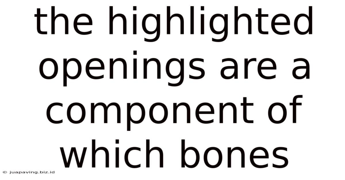 The Highlighted Openings Are A Component Of Which Bones