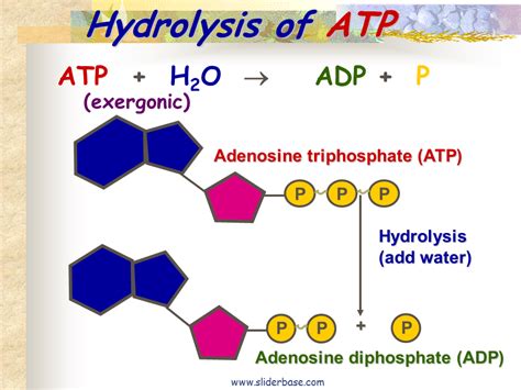 The Hydrolysis Of Atp Yields Adp Phosphate Ion And