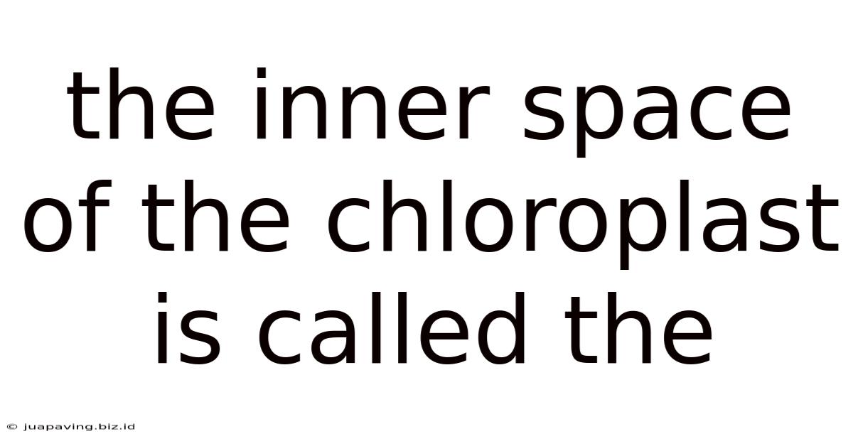 The Inner Space Of The Chloroplast Is Called The