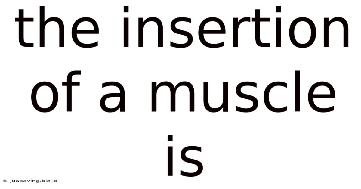 The Insertion Of A Muscle Is