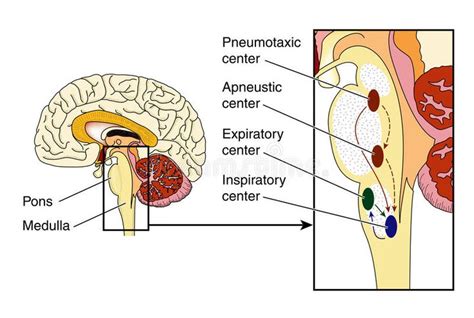 The Inspiratory And Expiratory Centers Are Located In The