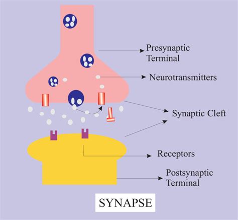 The Junction Between Two Neurons Is Known As The