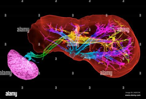 The Largest Gland In The Body