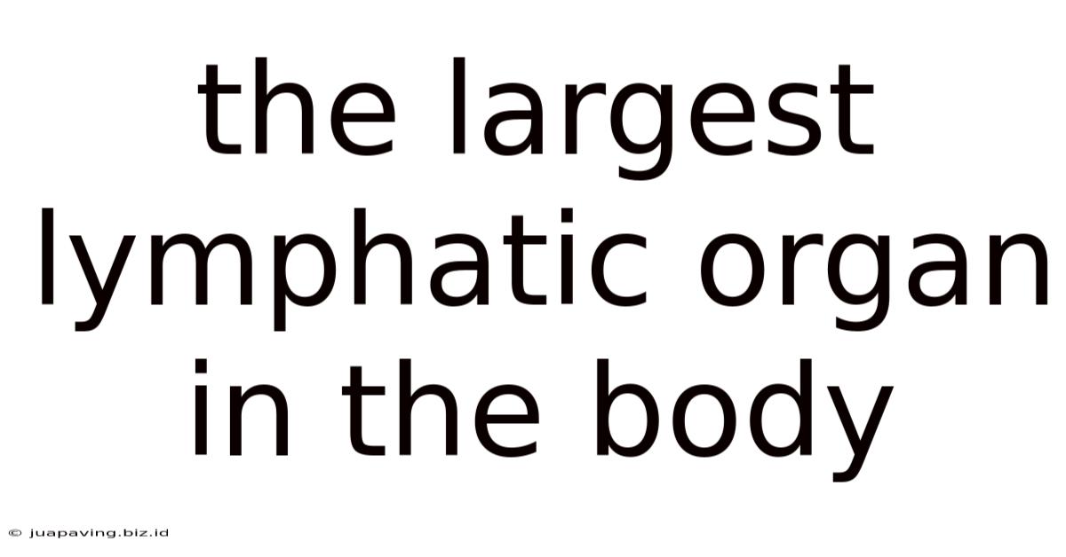 The Largest Lymphatic Organ In The Body