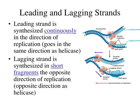 The Leading And The Lagging Strands Differ In That