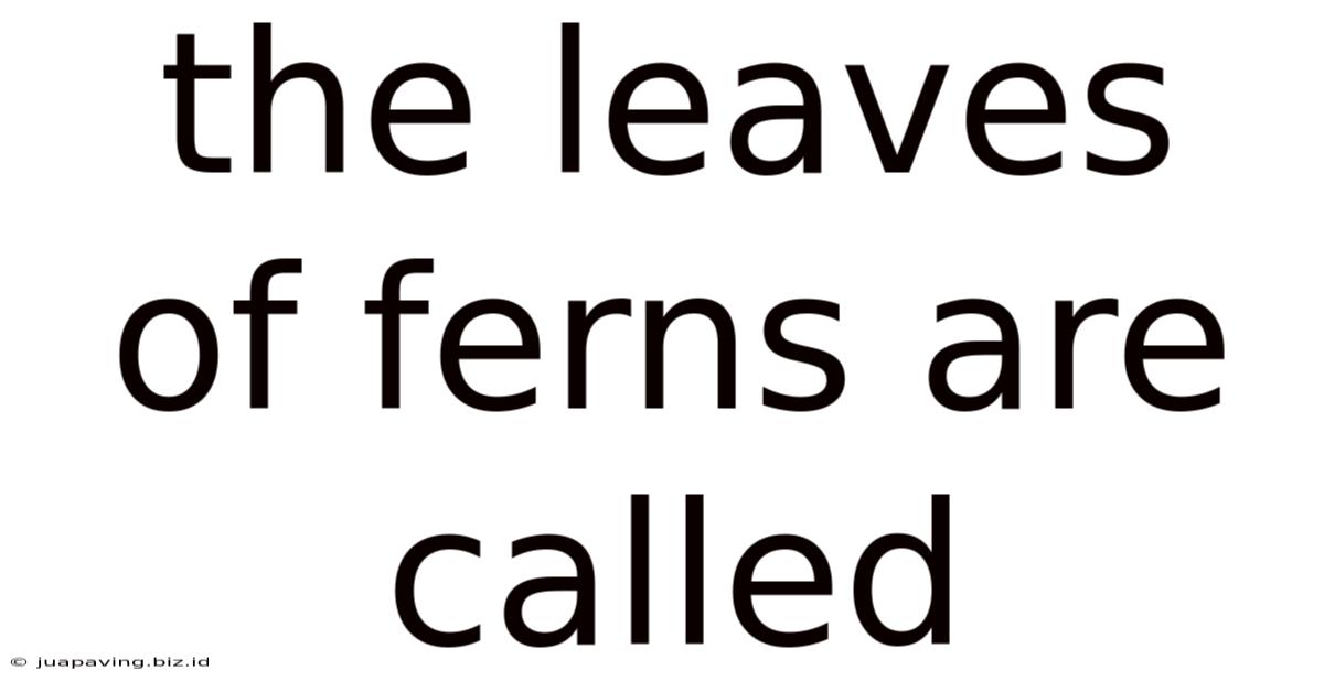 The Leaves Of Ferns Are Called