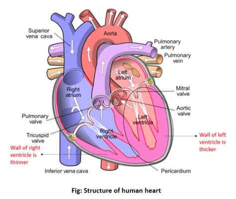 The Left Ventricle Has The Thickest Walls Because It