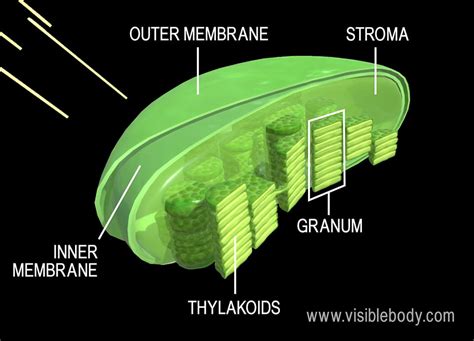 The Light-dependent Reactions Occur In The Stroma Of The Chloroplast.