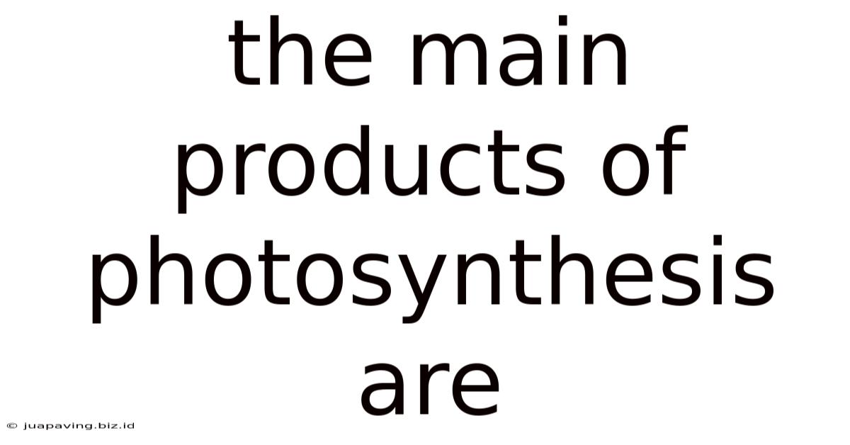 The Main Products Of Photosynthesis Are