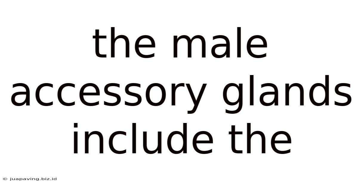 The Male Accessory Glands Include The