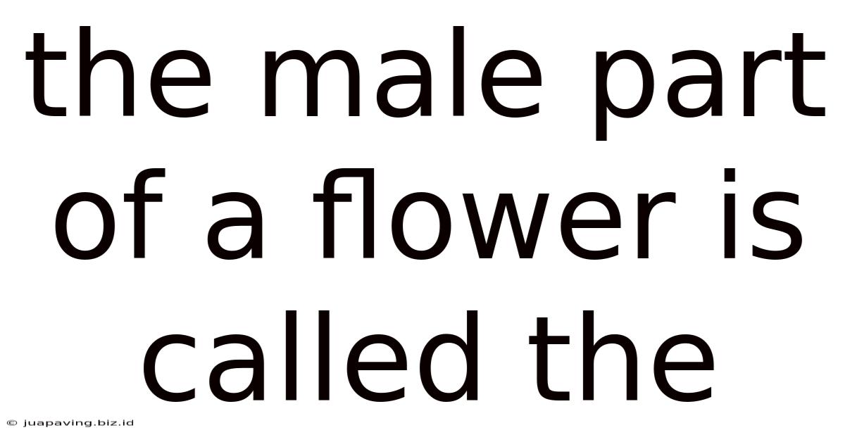 The Male Part Of A Flower Is Called The